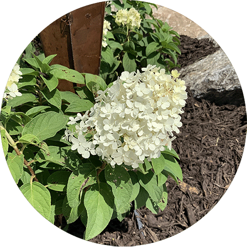 A large head of blooms of a Bobo Hydrangea.